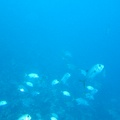 Grenada Submarine5
